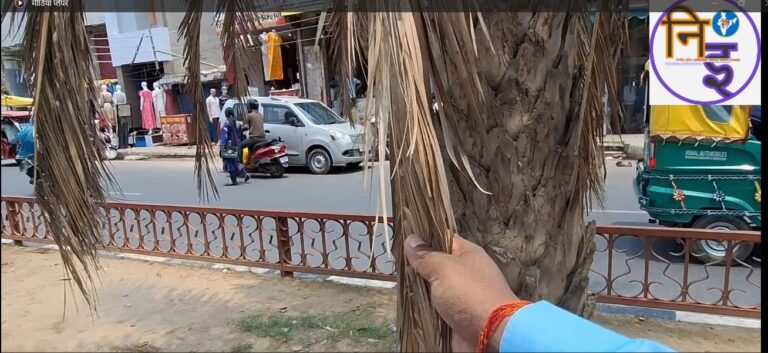 विश्व पर्यावरण दिवस (World Environment Day): असुरन चौक महराजगंज सड़क पर पेड़ पौधो की स्थिती